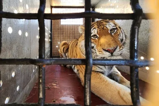 Москвичи выбрали имя амурскому тигру. Его привезли в зоопарк с травмой