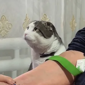 Пользователей соцсетей покорил кот из Дагестана. Он отказывался отходить от хозяйки, пока ей ставили капельницу