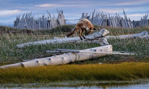 На этом снимке рыжая лиса охотится на леммингов и тундровых полевок в Канаде. Фотограф следил за этой лисой несколько дней и пришел к выводу, что ее охота почти всегда складывалась успешно.