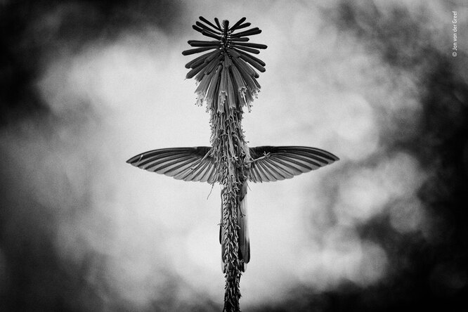 Лучшая черно-белая фотография — колибри, спрятавшаяся за растением, в объективе голланского автора Яна Ван Дер Грифа.