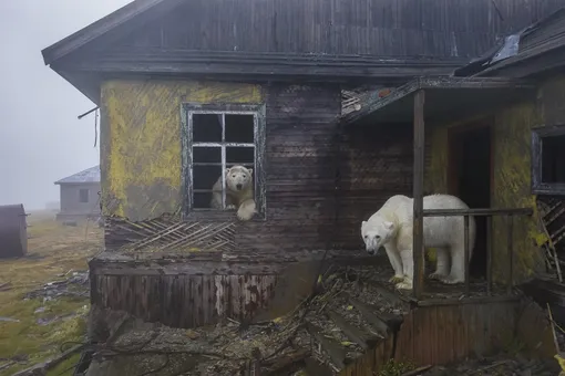 Победу Дмитрию принесла фотография «Медвежий дом»: на ней запечатлены несколько белых медведей в заброшенном доме. Снимок был сделан на острове Колючин в Чукотском море. Там Кох оказался случайно — ему пришлось переждать на Колючине шторм. Все снимки он сделал с помощью беспилотника, благодаря которому фотограф смог подобраться к диким животным Победу Дмитрию принесла фотография «Медвежий дом»: на ней запечатлены несколько белых медведей в заброшенном доме. Снимок был сделан на острове Колючин в Чукотском море. Там Кох оказался случайно — ему пришлось переждать на Колючине шторм. Все снимки он сделал с помощью беспилотника, благодаря которому фотограф смог подобраться к диким животным.