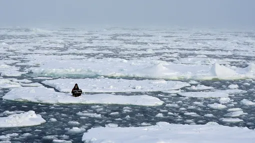 Environmental activist and campaigner Mya-Rose Craig, 18, holds a cardboard sign reading «youth strike for climate» as she sits on the ice floe in the middle of the Arctic Ocean, hundreds of miles above the Arctic Circle, September 20, 2020. REUTERS/Natalie Thomas