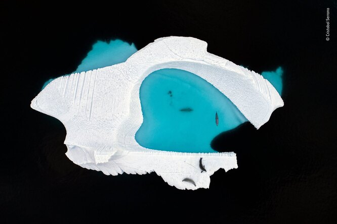 «Творческий взгляд»: испанский фотограф Кристобаль Серрано снял с помощью дрона ледник необычной формы на канале Эррера (Антарктический полуостров).