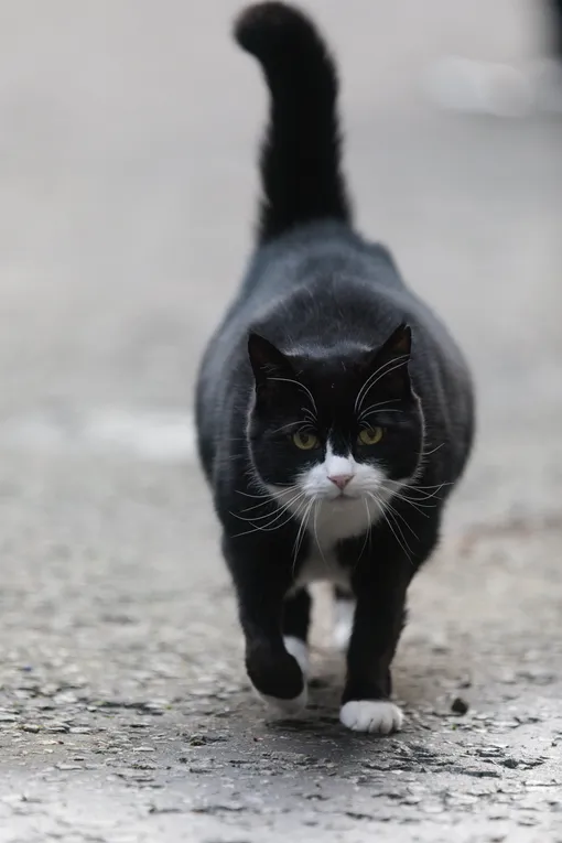 Палмерстон кот