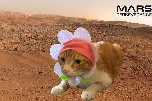 Джо Байден, коты и Мандалорец: пользователи делятся «фотографиями с Марса» после успешной посадки аппарата NASA