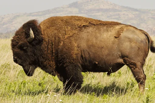 В Национальном парке США бизон напал на девятилетнюю девочку