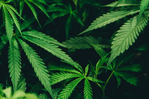 Палата представителей Конгресса США одобрила законопроект о декриминализации марихуаны на федеральном уровне