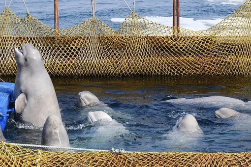 Южно-Сахалинский суд не удовлетворил требование зоозащитников освободить косаток и белух из «китовой тюрьмы»