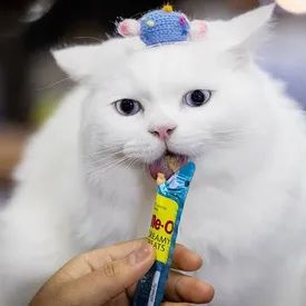 Кот по кличке Киммон победил в чемпионате по скоростному поеданию лакомств Кот по кличке Киммон победил в чемпионате по скоростному поеданию лакомств