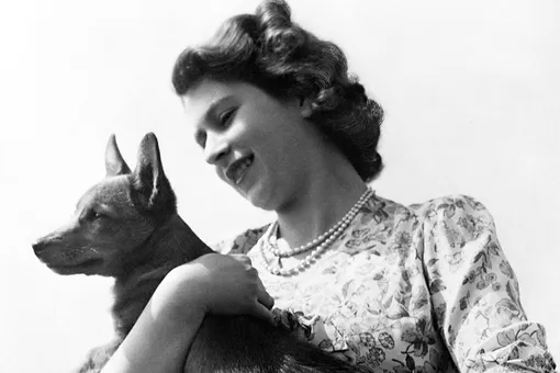 Кому теперь принадлежат королевские собаки после смерти Елизаветы II?