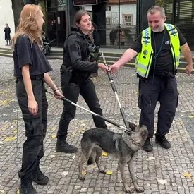В Праге метро приостановило работу на пять часов из-за щенка В Праге метро приостановило работу на пять часов из-за щенка