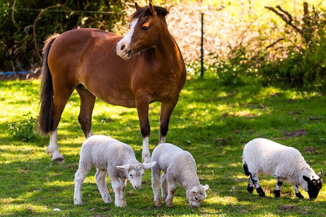 В Англии пони стала приемной мамой для троих осиротевших ягнят