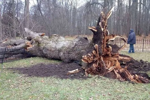 В России клонировали уничтоженный ураганом Тургеневский дуб