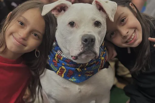 В американской школе ученики устроили вечеринку в честь дня рождения глухой собаки-терапевта по кличке Коул В американской школе ученики устроили вечеринку в честь дня рождения глухой собаки-терапевта по кличке Коул