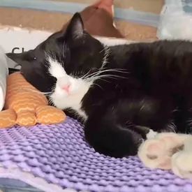 Познакомьтесь с очаровательным котом по кличке Цзяоцзы. Он прославился в соцсетях благодаря путешествиям с дальнобойщиком