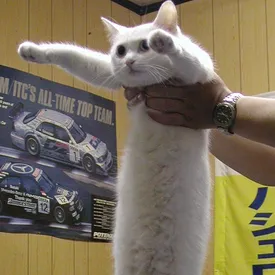 В Японии умер «длиннокот» — знаменитый герой мемов