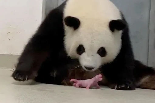 В Берлинском зоопарке большая панда Мэн Мэн родила двойню. Это большая редкость