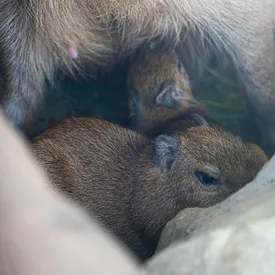 У капибары из Московского зоопарка родилась двойня У капибары из Московского зоопарка родилась двойня