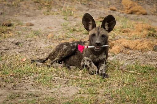Щенок гиеновидной собаки играет с дротиком с транквилизатором. Им экологи анестезировали взрослую гиеновидную собаку, а щенок, очевидно, нашел дротик и присвоил его. Фото сделано в Окаванго, Ботсвана.