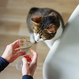 В Новой Зеландии появилось мятное вино для кошек и собак В Новой Зеландии появилось мятное вино для кошек и собак