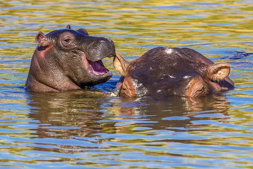 «Laughing Hippo.» Mother And A Baby, Masai Mara, Kenya