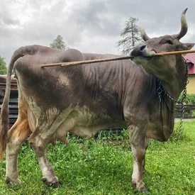 Австрийская корова научилась чесать себя шваброй, чем удивила ученых