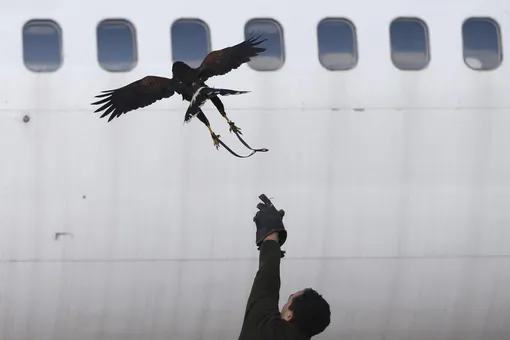 Аэропорт Жуковский, рядом с которым самолет сел на кукурузное поле, закупит пропановые пушки против птиц
