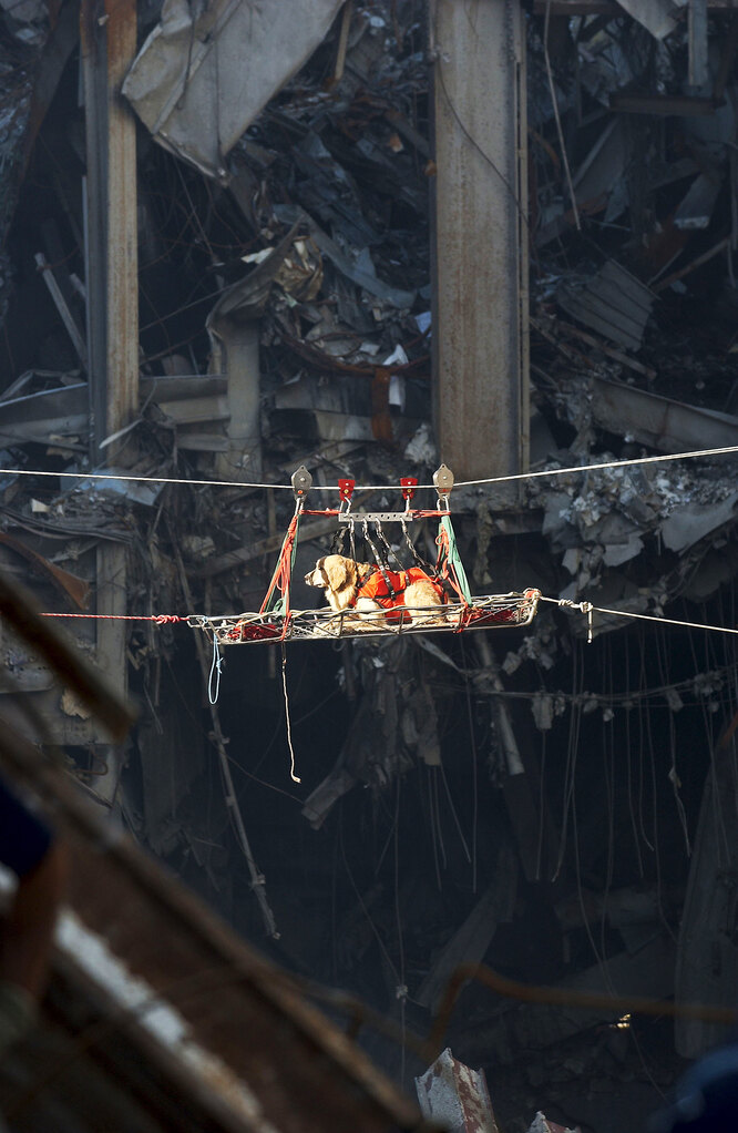Собака-спасатель, помогавшая спасать пострадавших в результате терактов 11 сентября.