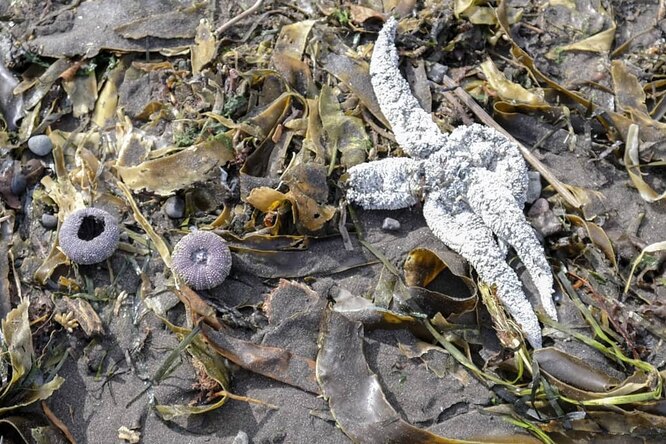«Полной ясности пока нет»: наиболее вероятной причиной загрязнения побережья Камчатки назвали токсичные водоросли