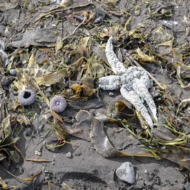 «Полной ясности пока нет»: наиболее вероятной причиной загрязнения побережья Камчатки назвали токсичные водоросли