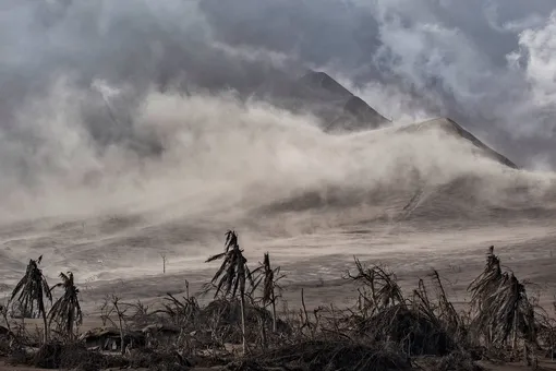 TAAL VOLCANO ISLAND, PHILIPPINES — JANUARY 14: Dead trees near Taal Volcano's crater are seen covered in volcanic ash from the volcano's eruption on January 14, 2020 in Taal Volcano Island, Batangas province, Philippines. The Philippine Institute of Volcanology and Seismology raised the alert level to four out of five, warning that a hazardous eruption could take place anytime, as authorities have evacuated tens of thousands of people from the area. An estimated $10 million worth of crops and livestock have been damaged by the on-going eruption, according to the country's agriculture department. (Photo by Ezra Acayan/Getty Images)