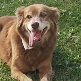 В Бразилии собака прожила на могиле хозяина 10 лет и вдохновила депутатов на принятие нового закона