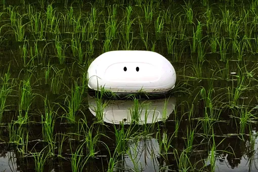 В Японии разработали утку-робота. Она помогает бороться с вредителями на рисовых полях