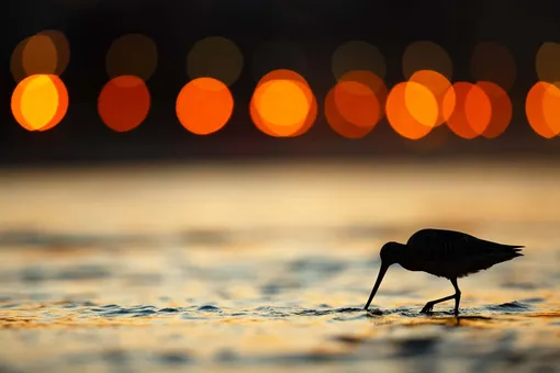 Категория «Садовые и городские птицы», второе место:малый веретенник, фотограф — Марио Суарес Поррас, Испания