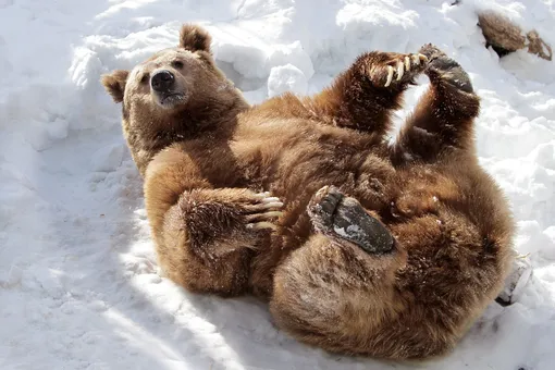 В зоопарках Москвы и Екатеринбурга медведи вышли из спячки. Животные наслаждаются солнцем и едят с тройным аппетитом