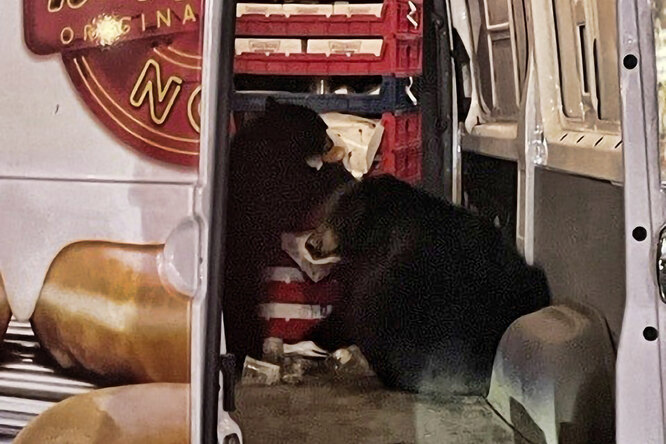 На Аляске медведица и медвежонок пробрались в фургон Krispy Kreme и съели более 130 пончиков за 20 минут