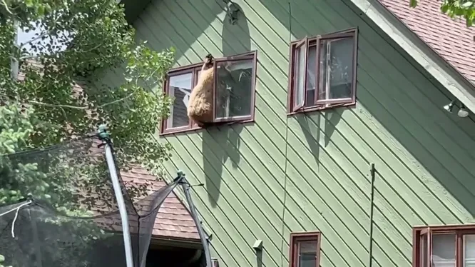Смотреть