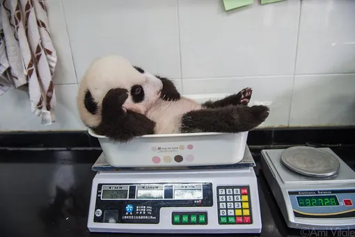 Взвешивание детеныша панды в центре изучения панд Bifengxia Giant Panda Base в китайской провинции Сычуань Взвешивание детеныша панды в центре изучения панд