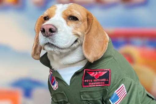 Полненький бигль Муту рекламирует одежду для собак. В униформе пилота и в костюме Базза Лайтера он смотрится одинаково органично (и мемно)