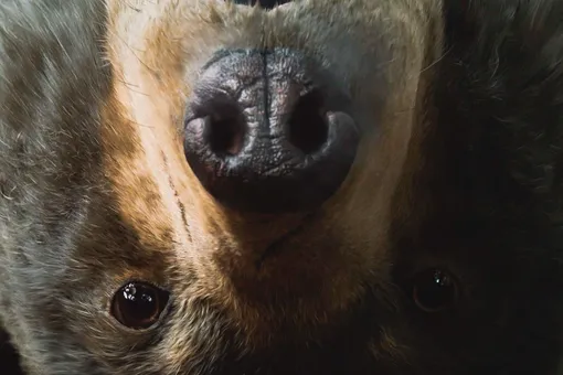 Мертвый контрабандист в мокасинах Gucci и медведь под кайфом: какая история стоит за фильмом «Кокаиновый медведь» на самом деле