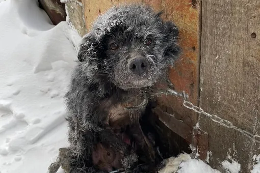 В Челябинской области волонтеры спасли собаку, которую хозяева бросили в мороз на цепи