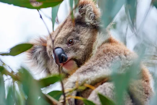 Коал могут признать вымирающим видом после разрушительных пожаров в Австралии