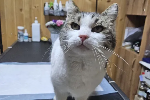 Кошку Мусю, спасенную накануне в Ялте, поместили в ветеринарную клинику Кошку Мусю, спасенную накануне в Ялте, поместили в ветеринарную клинику