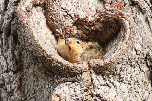 Corey Seeman with «Who would like a peanut?»