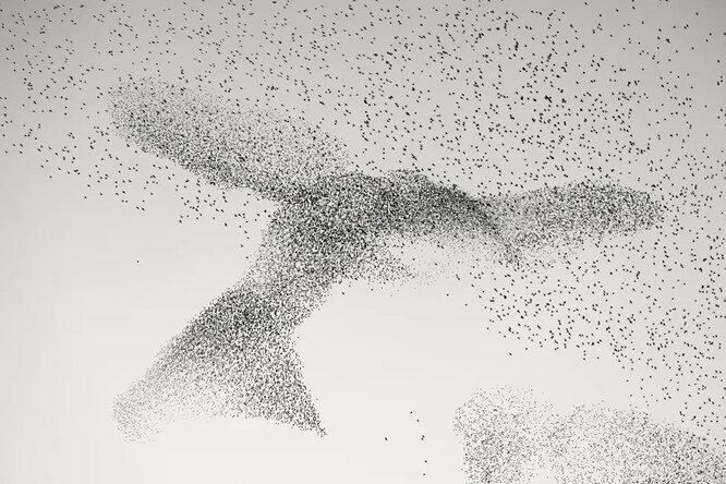 Завораживающая стая скворцов в форме гигантской птицы кружит над Римом