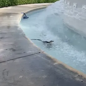 Взгляните, как маленький аллигатор купается в фонтане во Флориде 