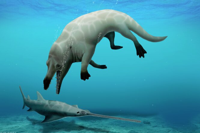 Ученые нашли в Египте новый вид четырехлапого кита. Его назвали в честь бога смерти Анубиса