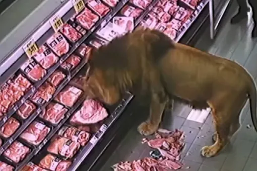 В ЮАР лев зашел в продуктовой магазин и разгромил мясной прилавок В ЮАР лев зашел в продуктовой магазин и разгромил мясной прилавок