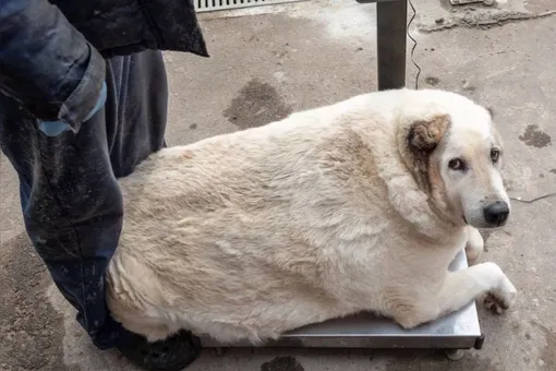 Пес Кругетс из Нижнего Новгорода похудел на 40 кг. До этого он весил 100 кг