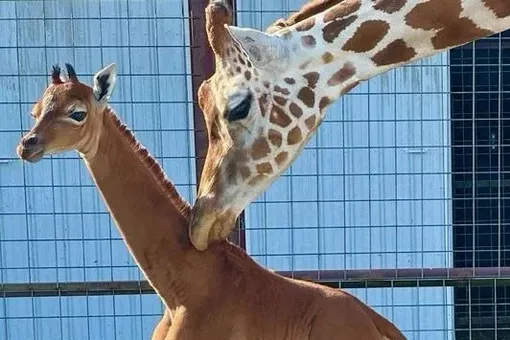 В зоопарке США родился единственный в мире жираф без пятен